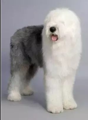 各种狗的身世和身价,快看看你家的小狗是不是狗中贵族?