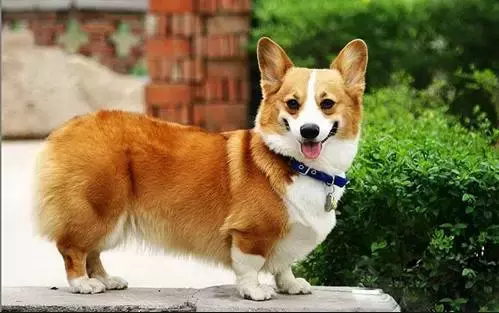 各种狗的身世和身价,快看看你家的小狗是不是狗中贵族?