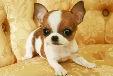 各种狗的身世和身价,快看看你家的小狗是不是狗中贵族?
