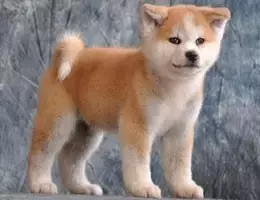 各种狗的身世和身价,快看看你家的小狗是不是狗中贵族?
