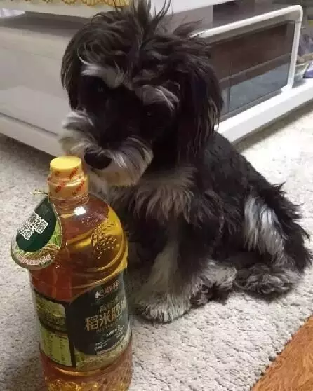 各种狗的身世和身价,快看看你家的小狗是不是狗中贵族?