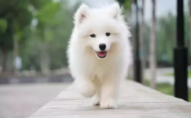 各种狗的身世和身价,快看看你家的小狗是不是狗中贵族?