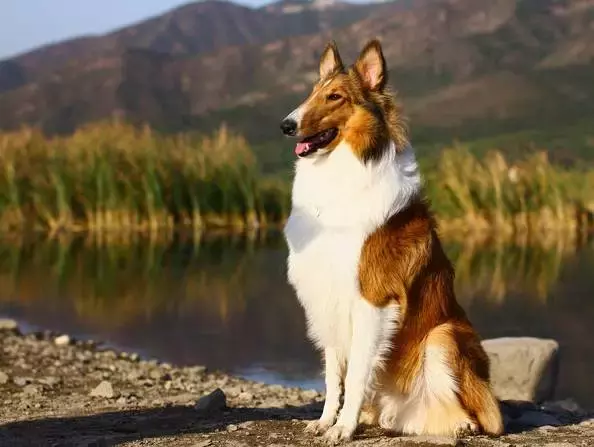 各种狗的身世和身价,快看看你家的小狗是不是狗中贵族?