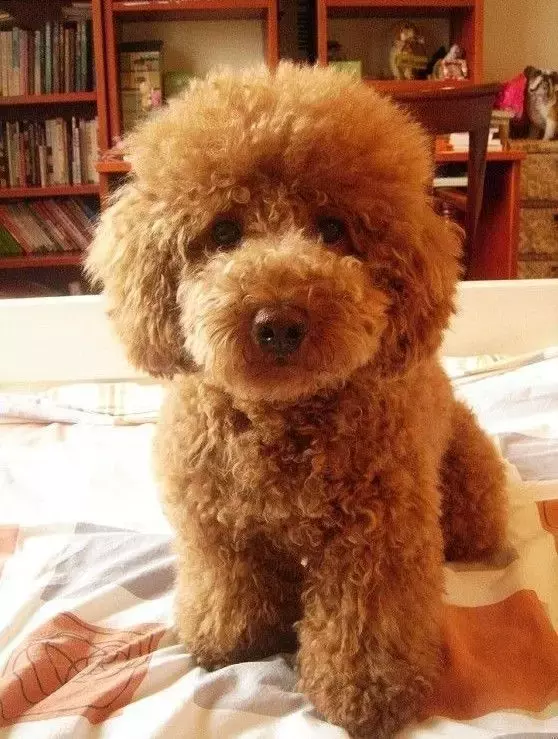 各种狗的身世和身价,快看看你家的小狗是不是狗中贵族?