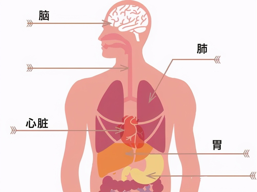 燕窝的功效是真是假？弄懂这些问题可以免交智商税