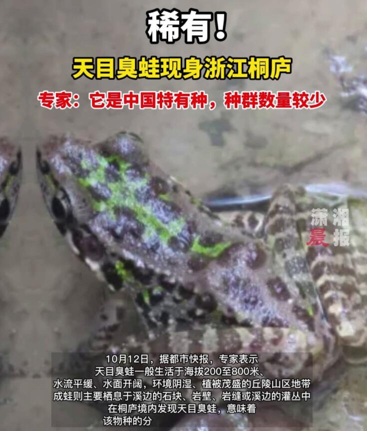 极其稀有！仅此1只，浙江桐庐发现天目臭蛙，全球仅中国2个分布点