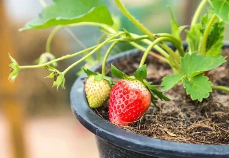 想要冬春时节有草莓吃，阳台种几盆，选好品种是成功的第一步