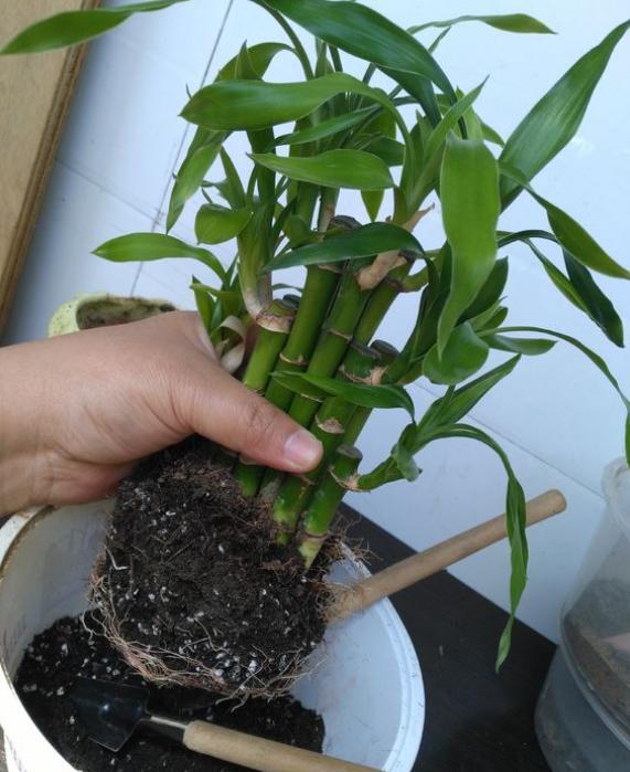 养富贵竹,2种"正确方法",比"药片"管用,比"铁钉"更靠谱