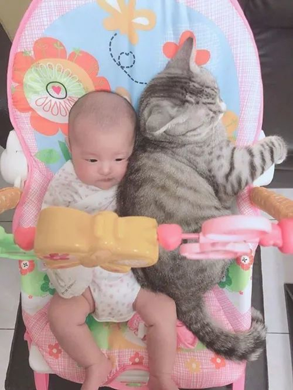 貓咪霸佔了嬰兒椅，還把小主人擠到了角落裡：誰還不是個寶寶？