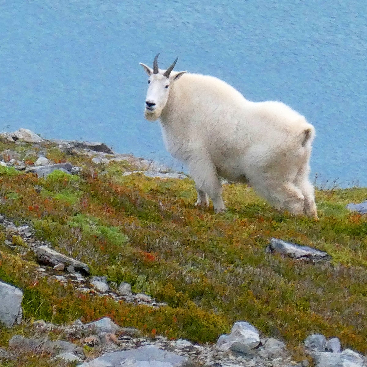 一只成年雄性雪羊身长能达到180厘米,体重达到140公斤,跟人比起来大概
