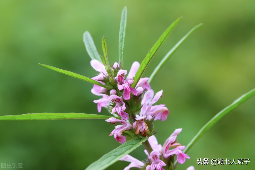 65种野菜图片大全，教你认识不同的野菜和吃法，你想要的野菜都有