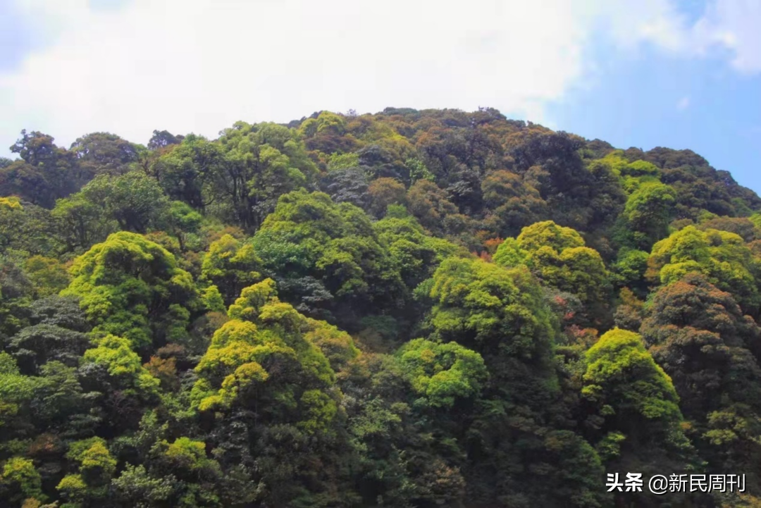 四人殒命哀牢山，为何进山时穿着“一次性雨衣”？