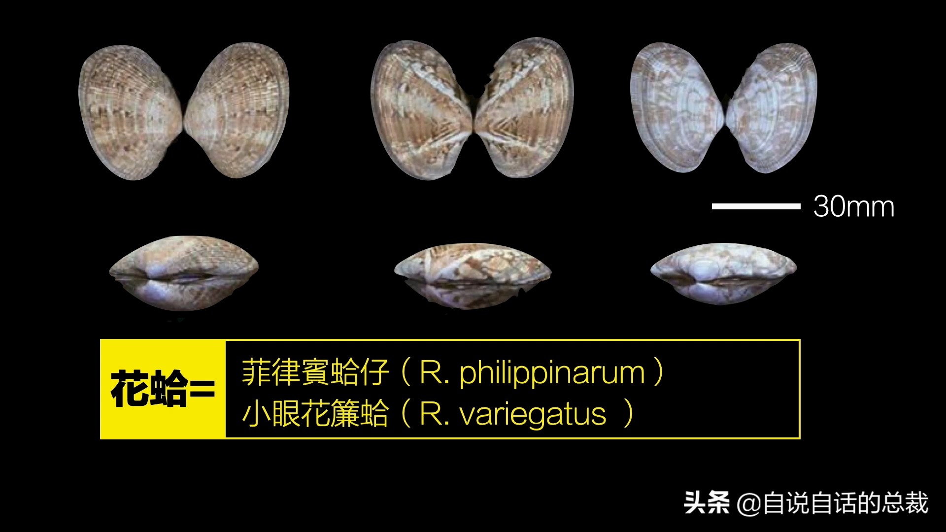 蛤、蚶、蛏、蚝、蚬有什么区别？这是一群美味海怪与人类的故事