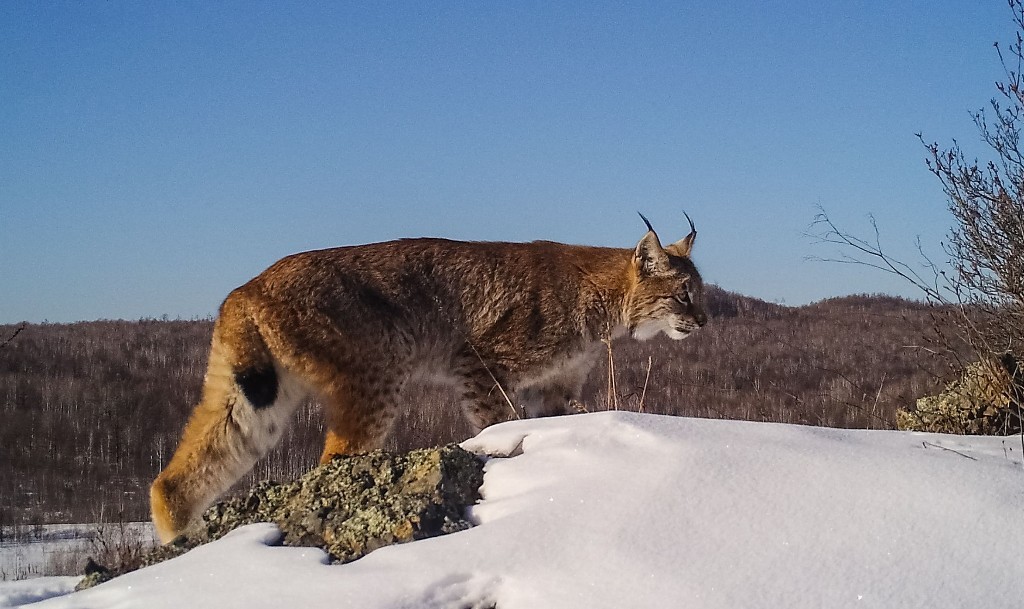 当狼遇到猞猁，谁才是真王者？“杀狼机器”猞猁只是徒有虚名吗？