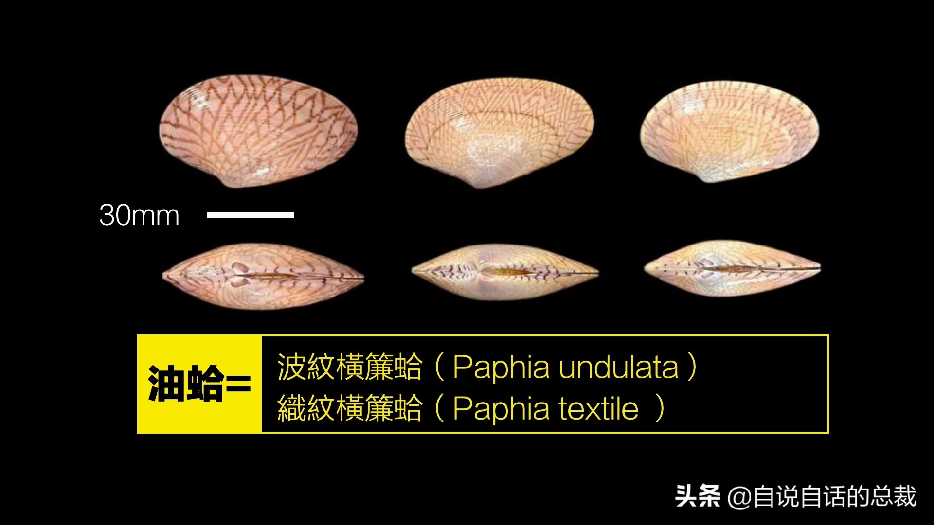 蛤、蚶、蛏、蚝、蚬有什么区别？这是一群美味海怪与人类的故事