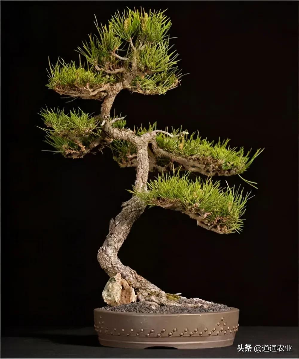 姿态古雅的黑松盆景,养护注意这几点