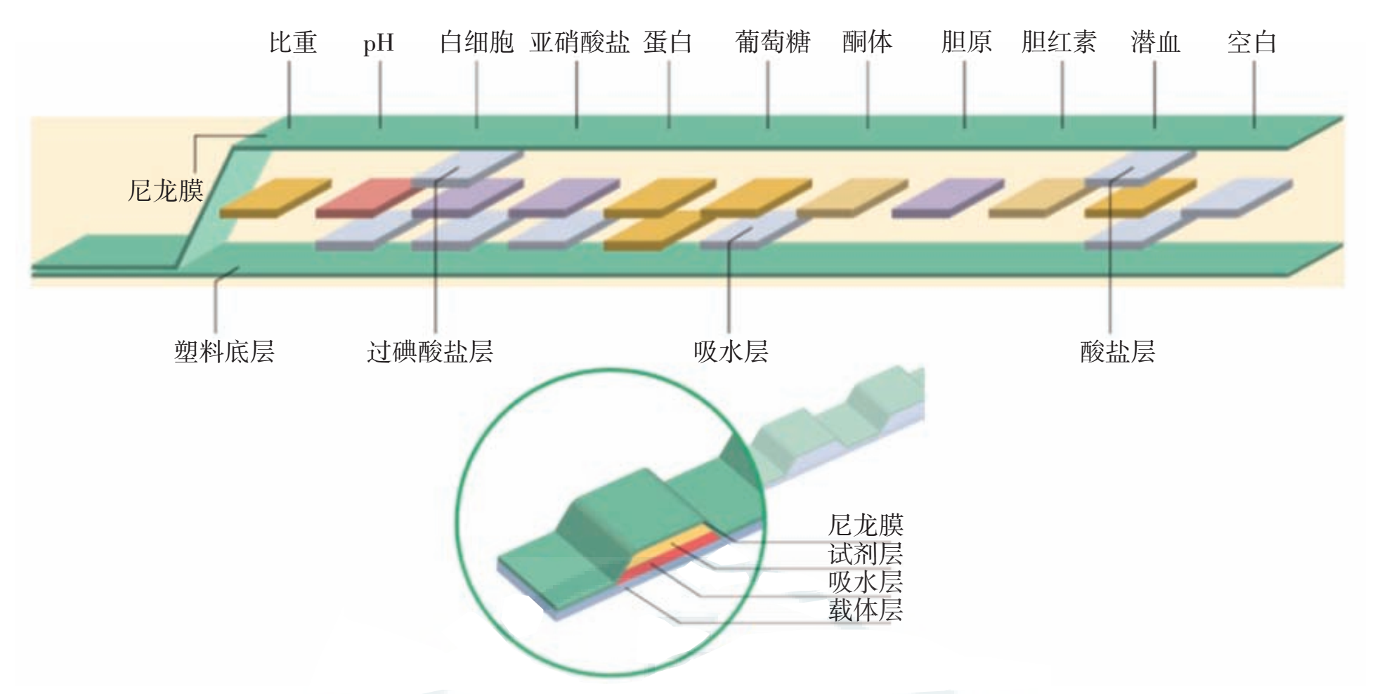 体检为什么总是尿隐血阳性？今天来说个明白