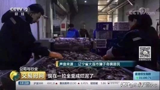 獐子岛扇贝生存记：今年我不跑了，我死给你看