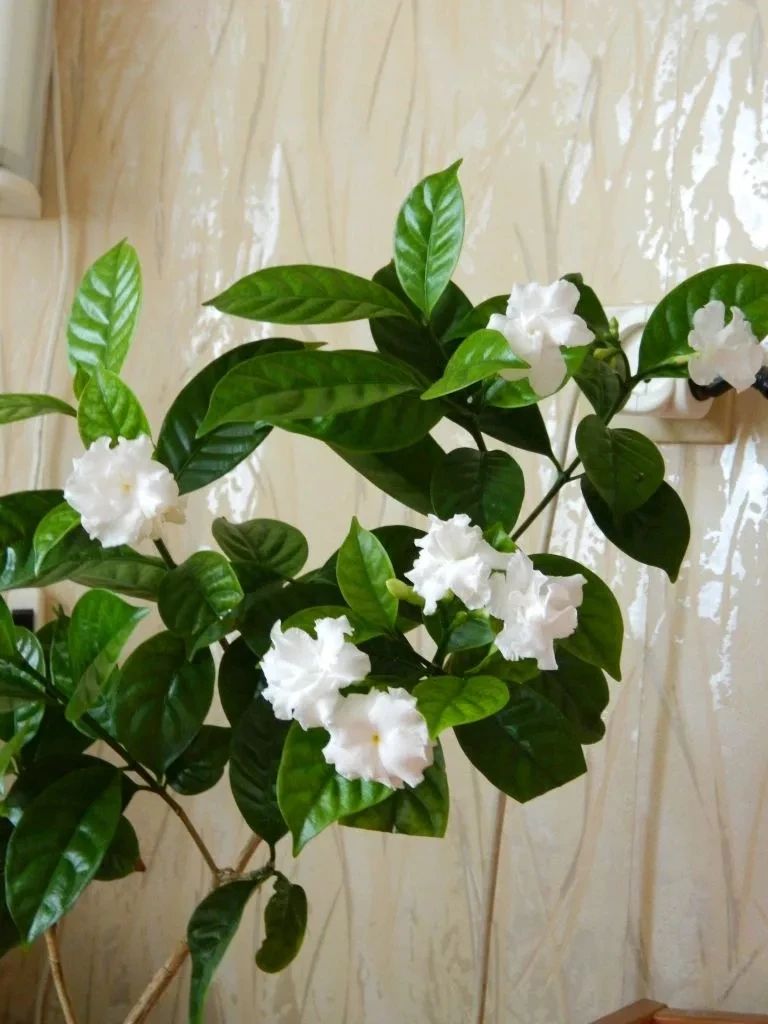 南方花市常见的水晶茉莉,原来就是狗牙花,耐热耐晒,夏季开花多