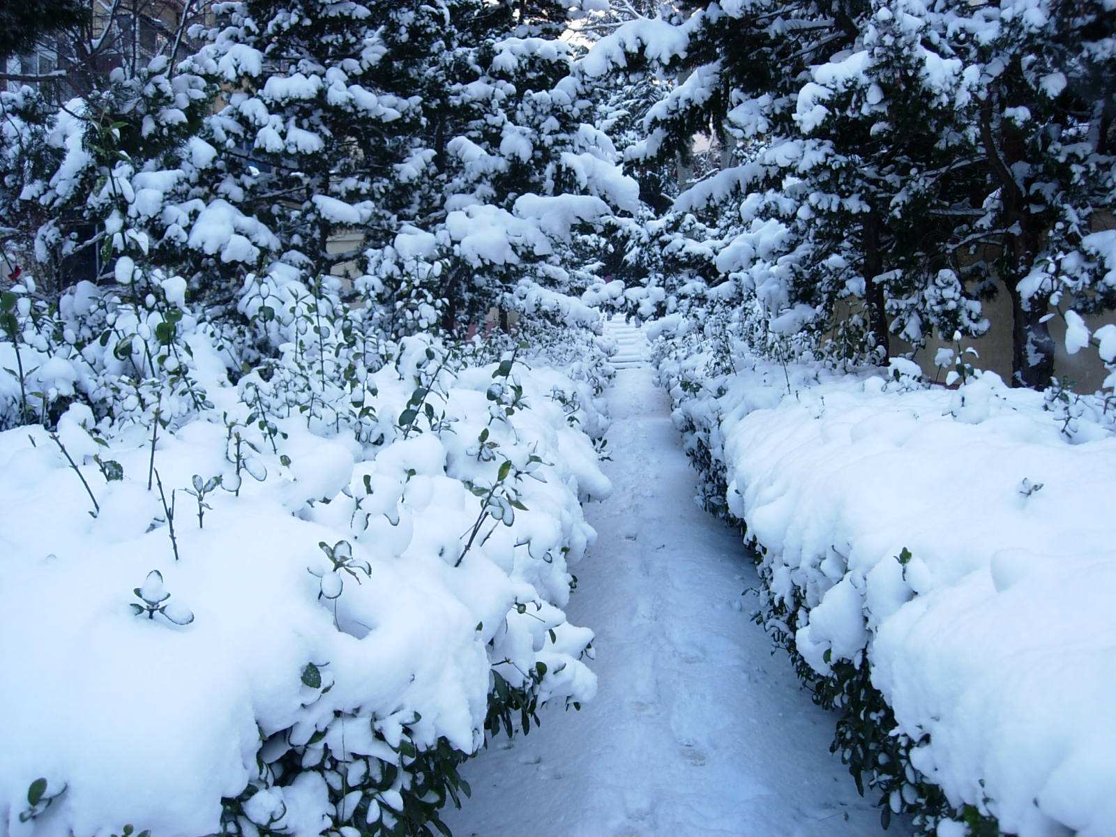 【七律】•三月飞雪