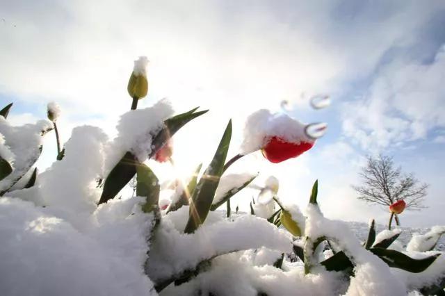 散文：春暖花开飘雪来，陪你浪漫人间