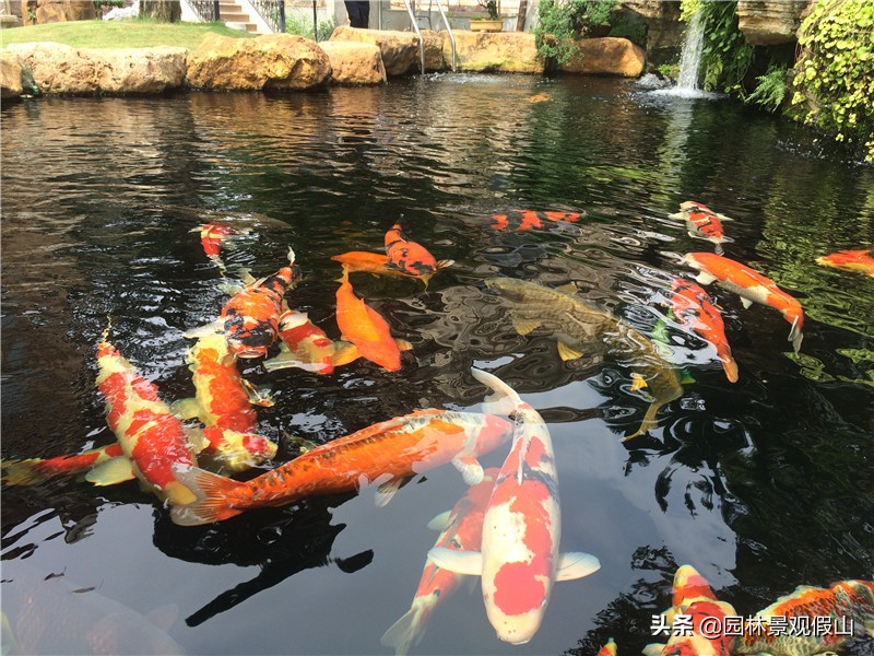 无水不成园，别墅庭院鱼池原来这么美