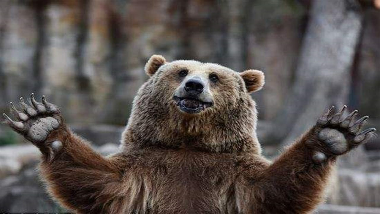 新疆熊大鏖战民警6小时,最终被熊追 棕熊到底有多厉害?_动画片网