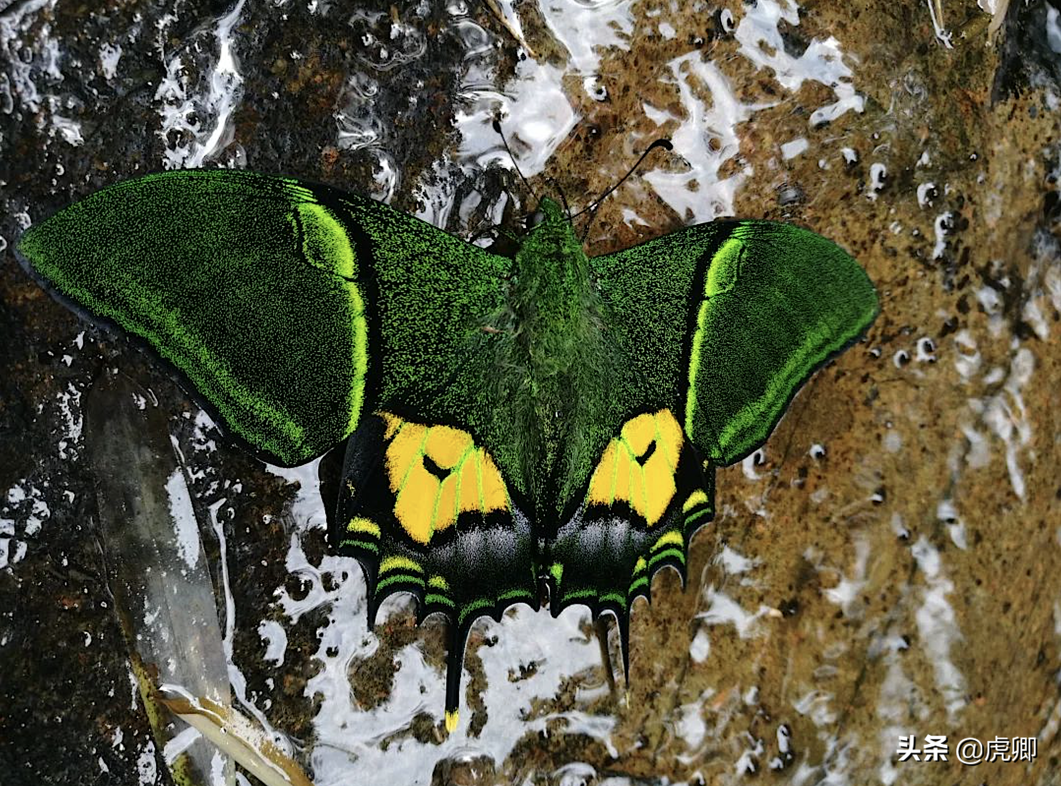 金带喙凤蝶标本图片