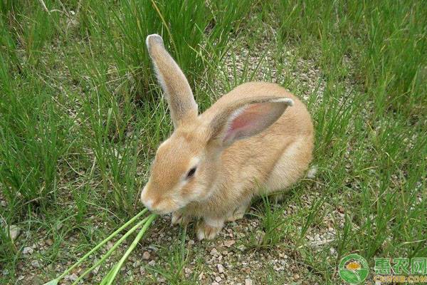 兔子只吃胡萝卜吗？不同食物对兔子生长有什么作用？