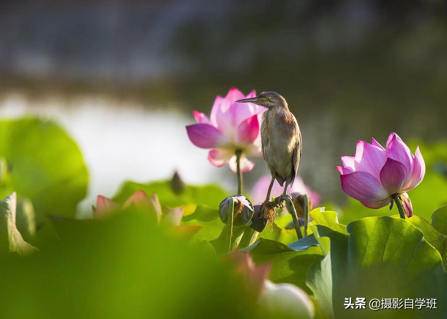 巧用10个对比手法拍摄荷花，及对应的拍摄思路，总有一款适合你