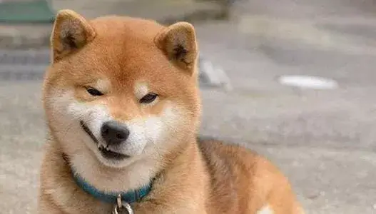 养狗必修小课堂——狗粮怎么选?