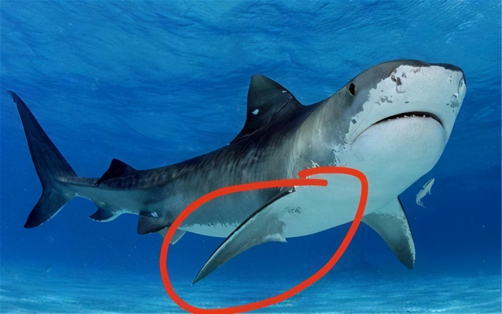 为什么人类只吃鱼翅，不吃鲨鱼肉？鱼翅又是指鲨鱼哪个部位？