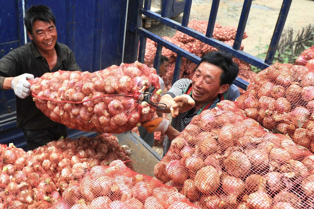 吃不完的大蒜，保存原来如此简单，给你支一招，不长芽不干瘪