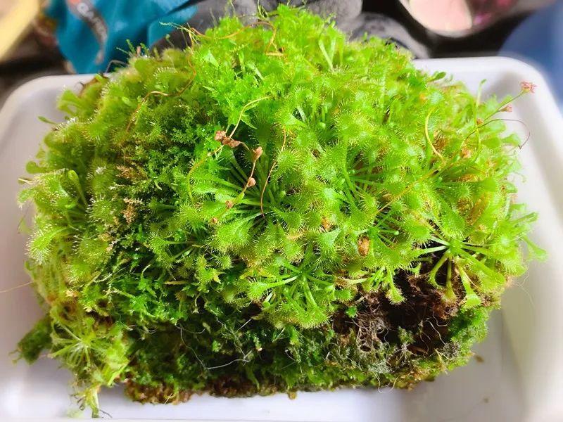 12种吃蚊虫的花，养1盆，虫子全死光