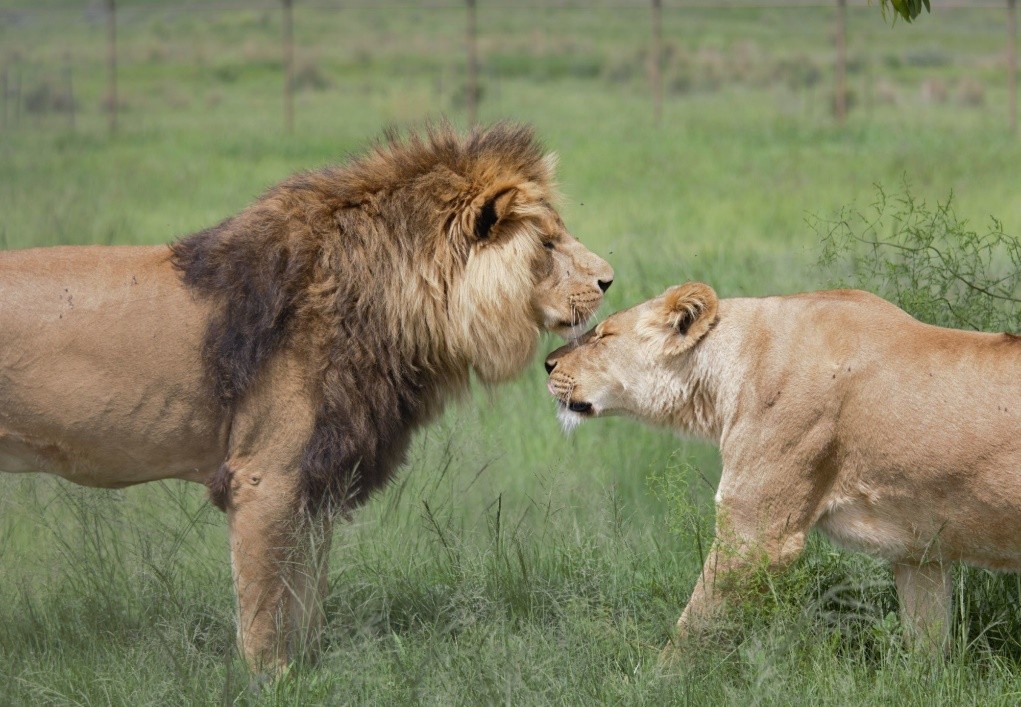 雄狮长大后能不能认出生母？如果不能，如何避免近亲繁殖？