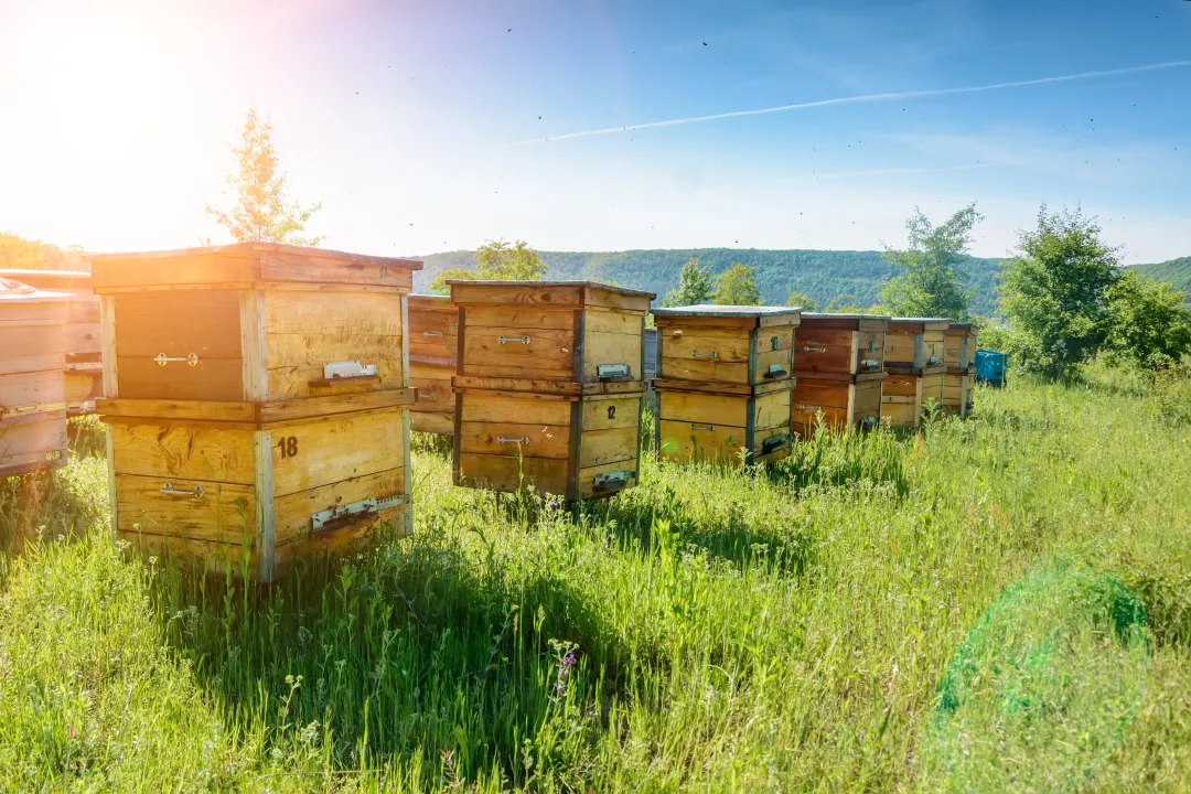 蜂胶的十大功效，抗病毒作用及其辅助治疗？