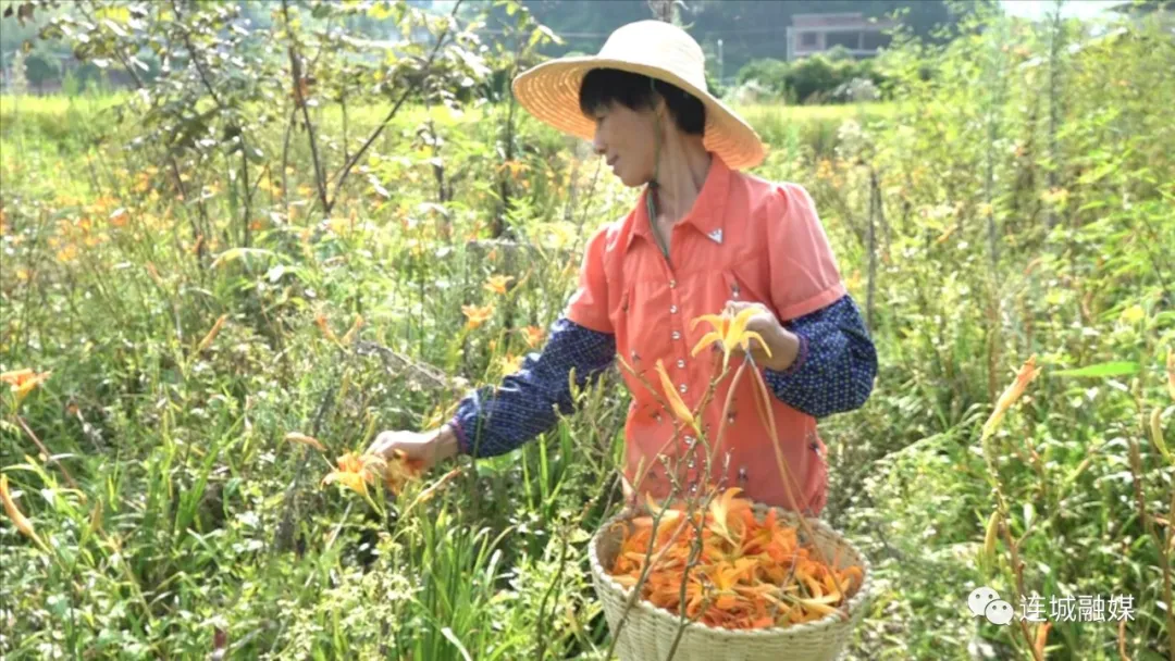 「全面推進鄉村振興」四堡：遍地黃花遍地“金”黃花菜豐收富農家