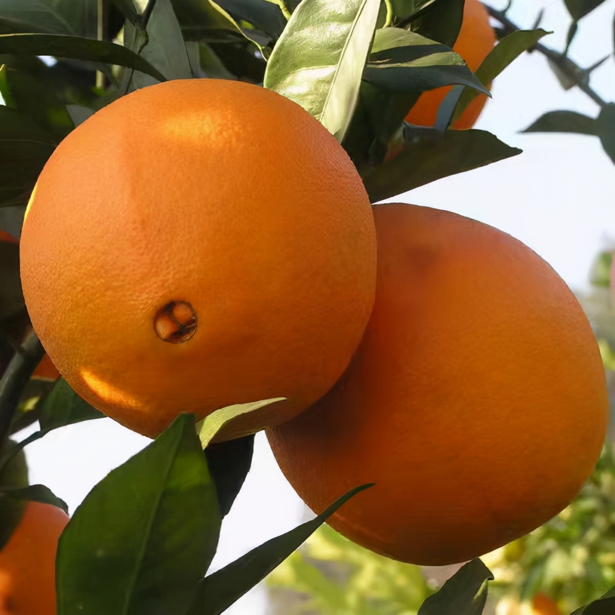 赣南脐橙如何识别真假