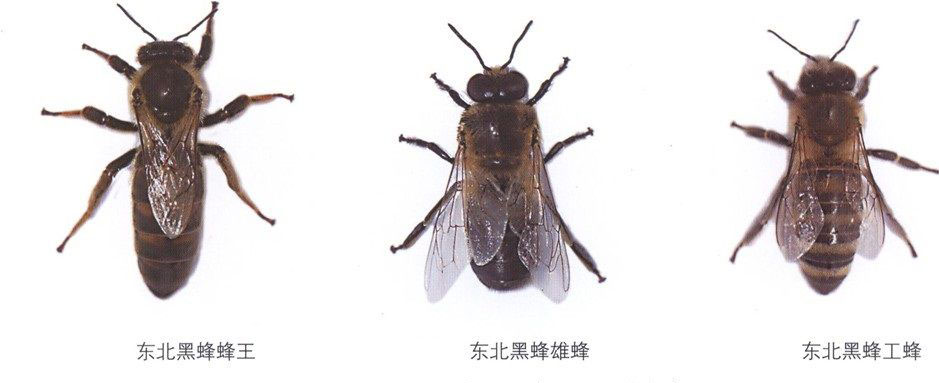 全球九大蜂种，中国都有几种你知道吗？