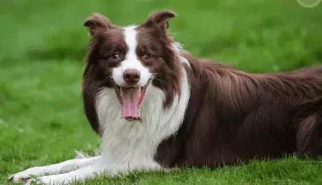 这是公认的最聪明犬种!三分钟看完牧羊犬喂养指南