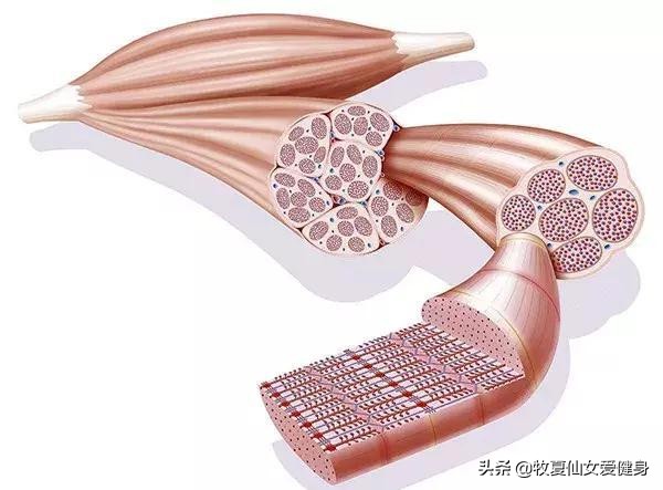 为什么健身一段时间之后，肌肉还不增长？网友：找对方法很重要