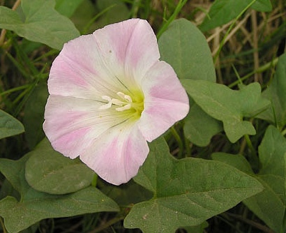 打碗花 牽牛花 甘薯花 窗紗飄動 Mdeditor