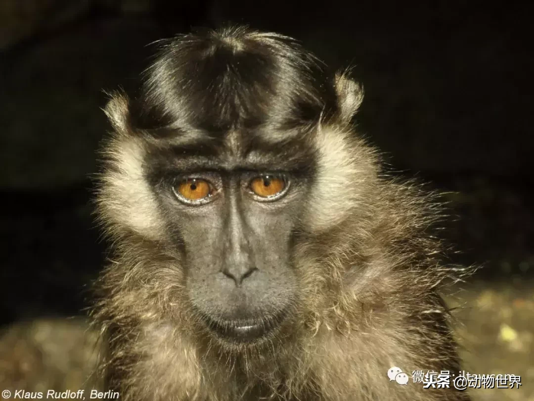 猴子的种类有哪些 猴子的分类以及介绍-诚智百科网