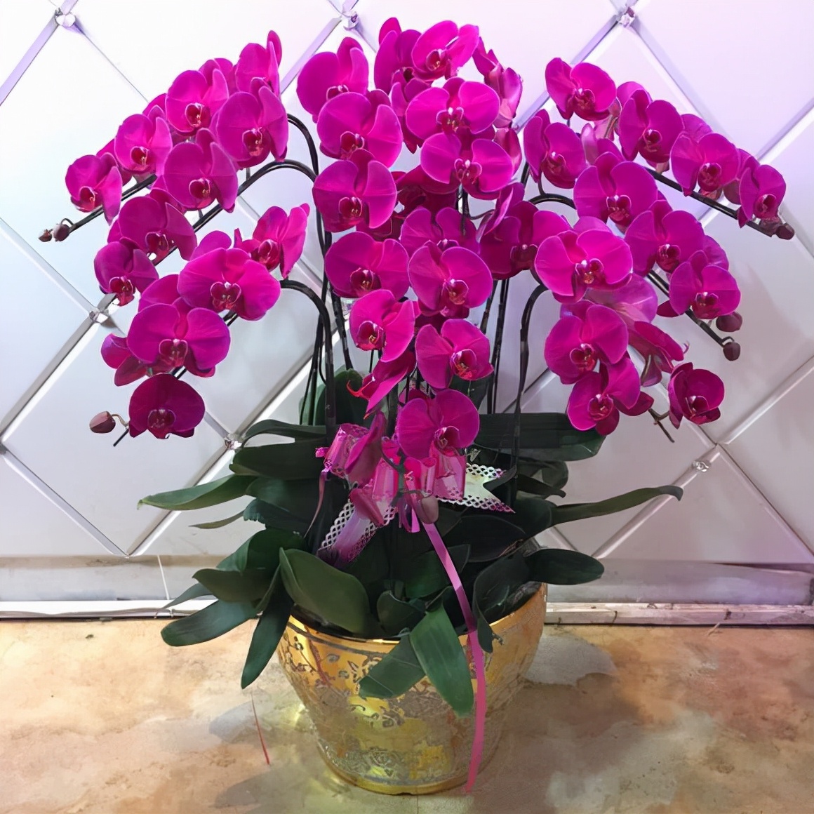 该怎么养蝴蝶兰催花?满足这5个条件,植株开花又多又美