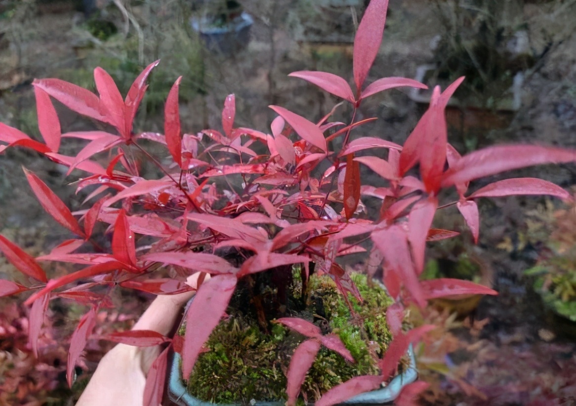 紅葉南天竹(紅葉南天竹有毒嗎) - 上海苗木信息網