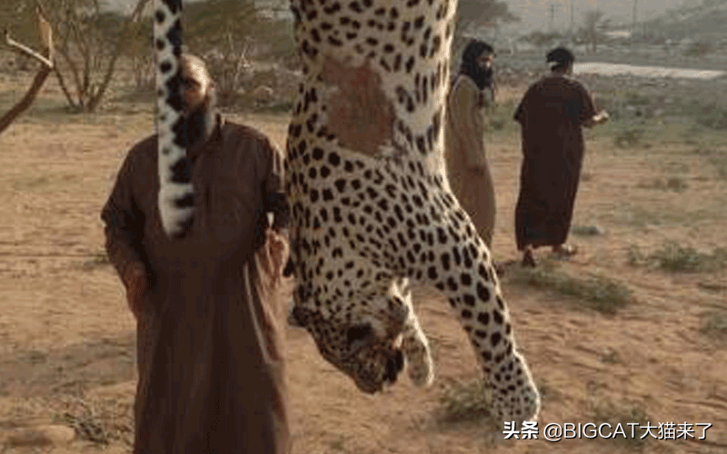 地球上最小的豹：它是阿拉伯半岛上的王，总数却不足200只