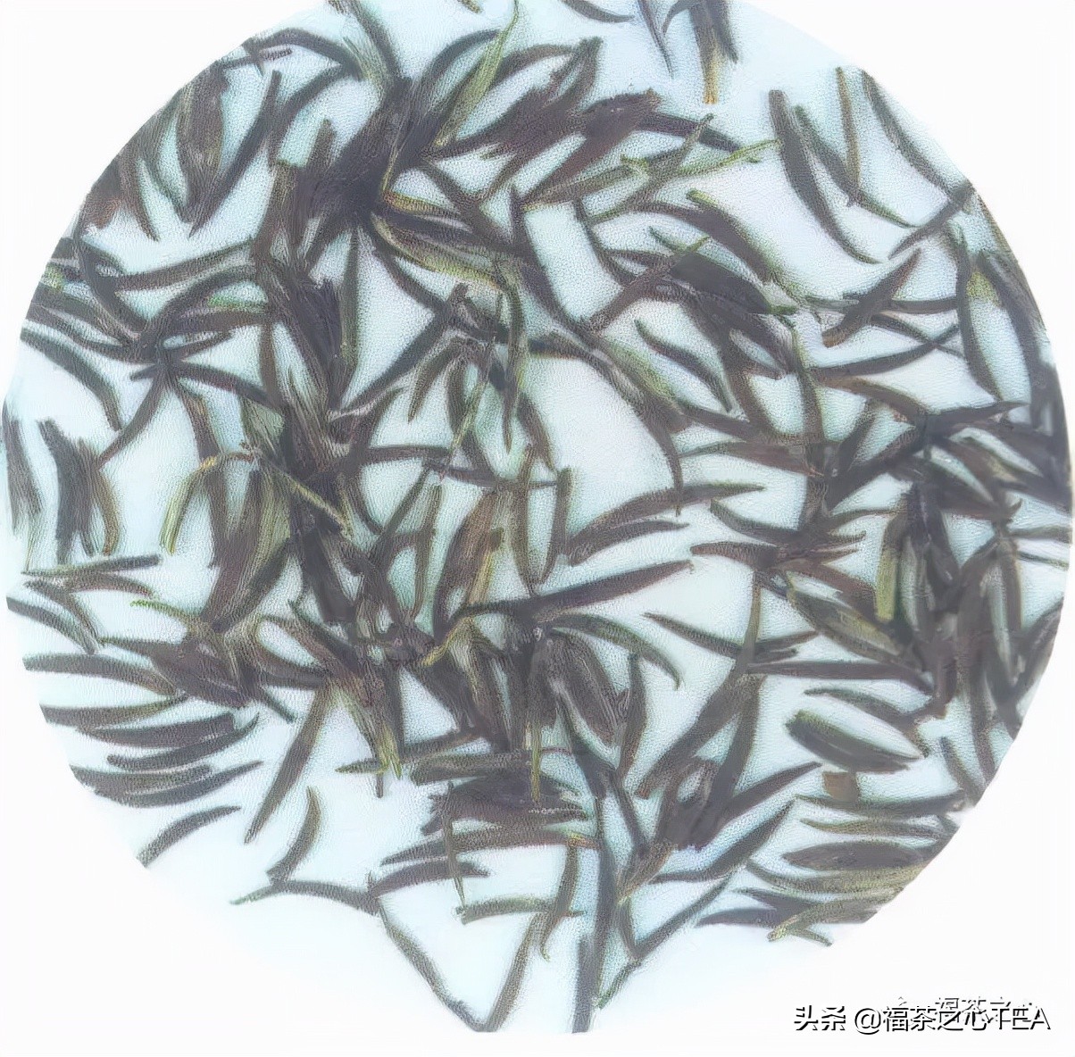 茶百科 | 中國茶葉分類大綱（收藏版）