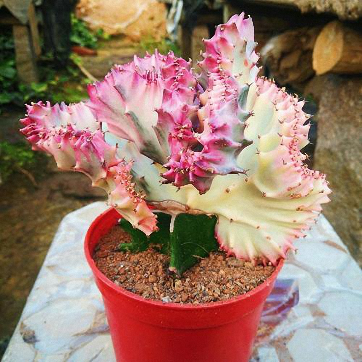 仙人麒麟植物怎么养长得好记得收藏