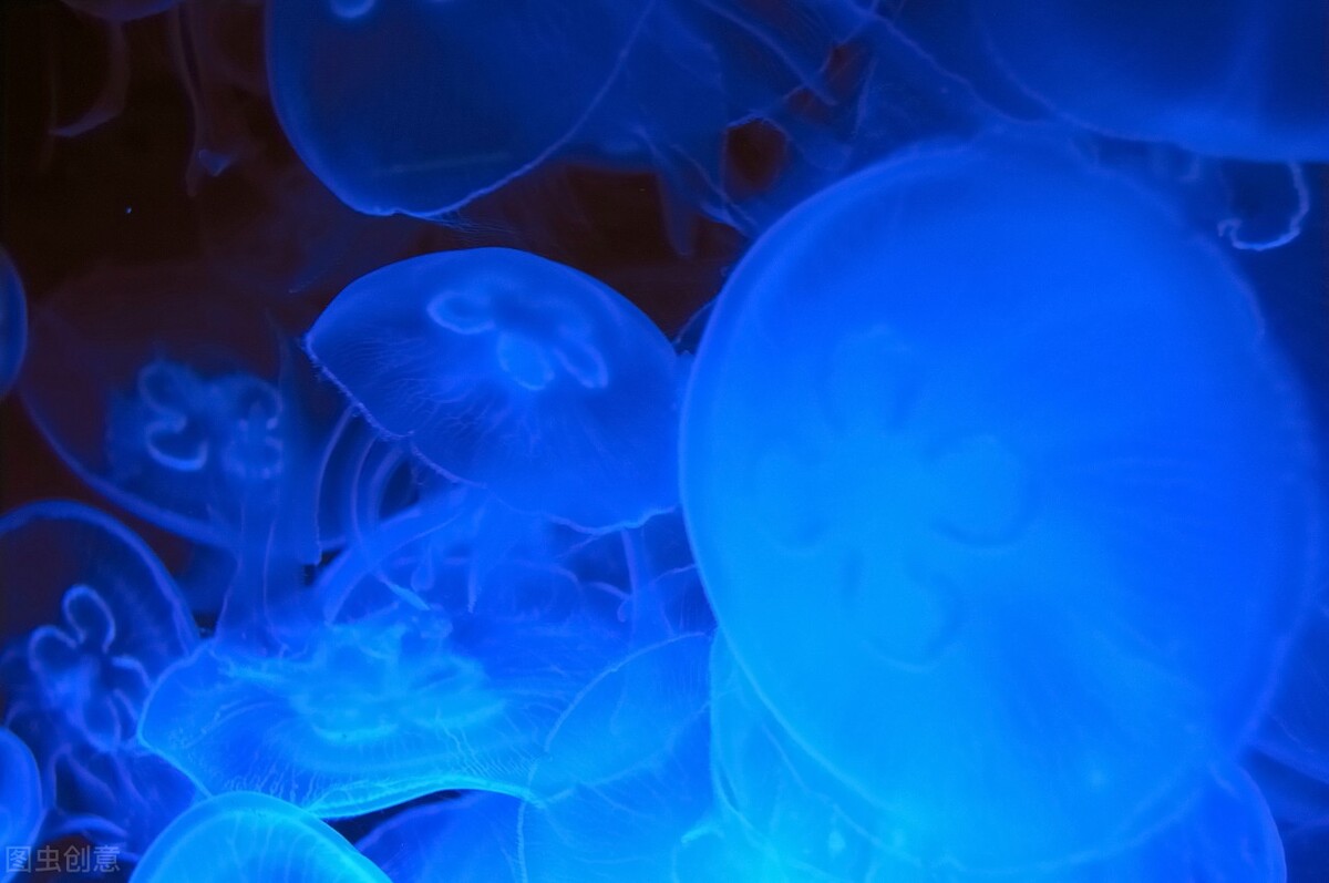 章鱼的血液是什么颜色章鱼有9个大脑