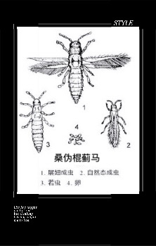 桑樹春天害蟲頻發 原來是這種害蟲中奇怪的 桑樹僞棒馬應該注意先看看這棵桑樹僞棒馬是什麼樣的害蟲 了解下桑假棍馬的生活特點和危害為什麼桑椹僞棍馬 的防控難 以下幾點可以有效防治桑椹假棍馬